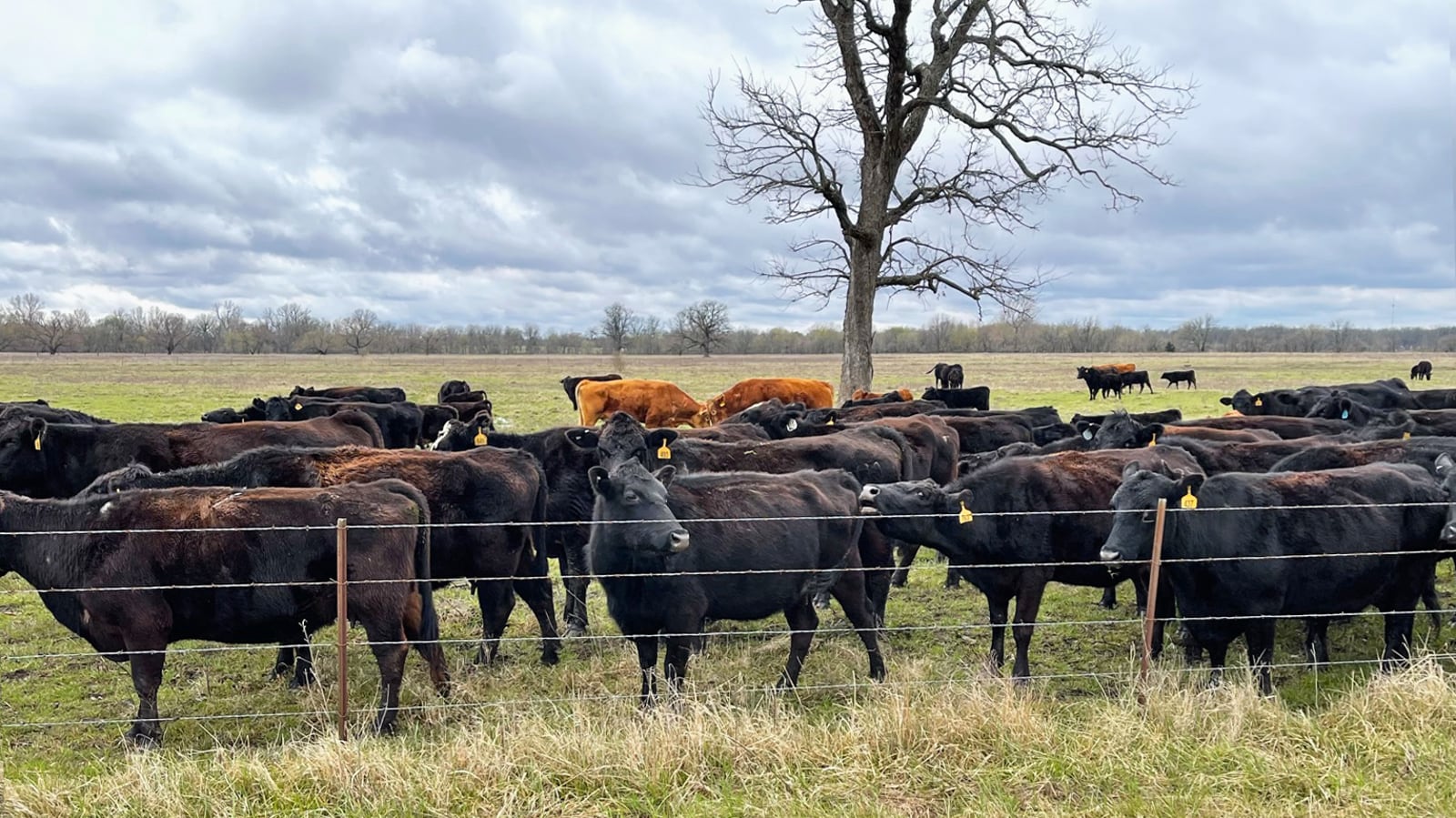 Photos of cattle alongside a fence