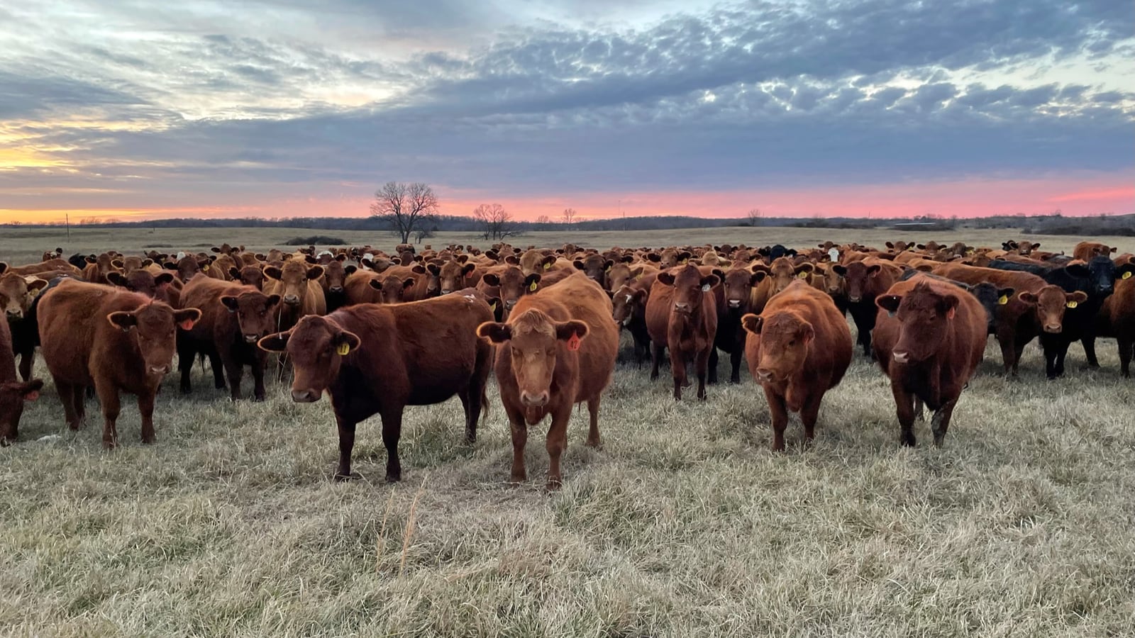Herd of Red Waygu cattle photo