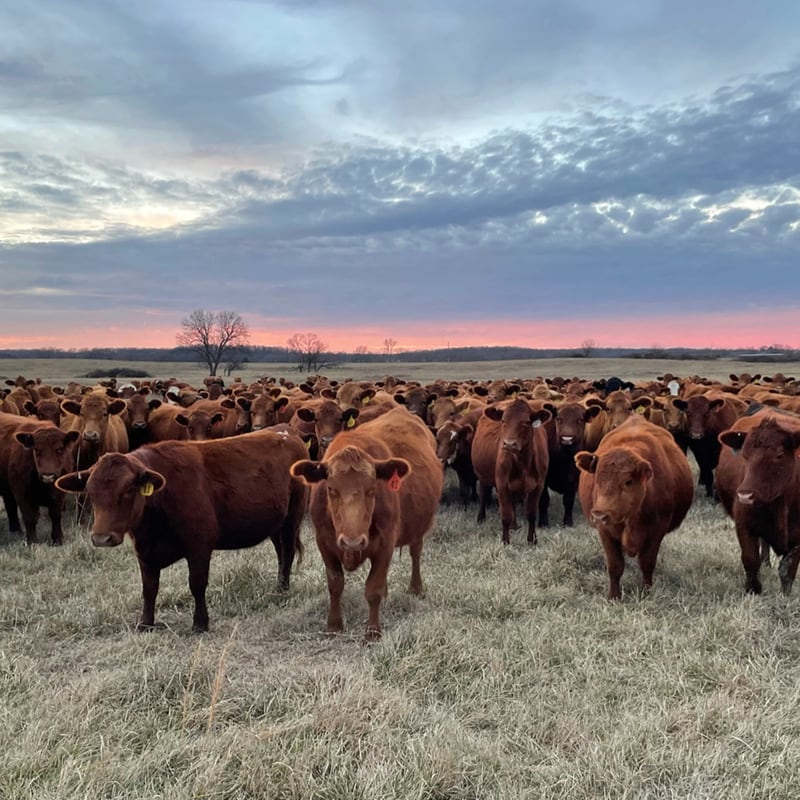 Herd of Red Waygu cattle mobile photo